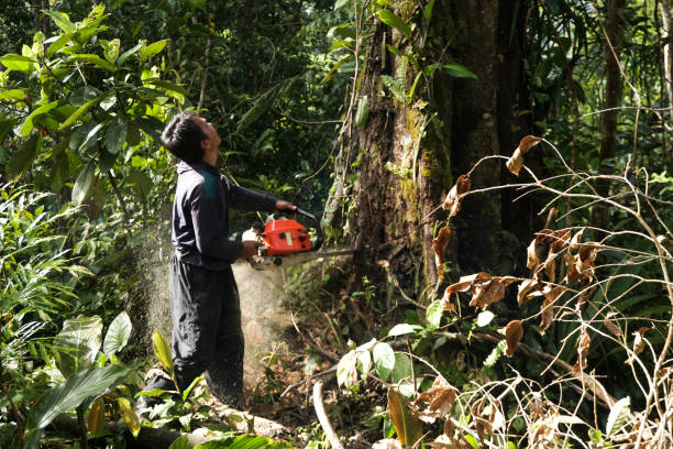 How Our Tree Care Process Works  in  Westhaven Moonstone, CA